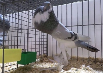 the truth about the bird clip going viral in a unique registration style shocking social media 128174