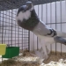 the truth about the bird clip going viral in a unique registration style shocking social media 128174