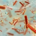 the truth behind nasas extraterrestrial bacteria defense system 128211