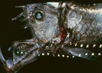 the truth behind the monster of the ocean 128798