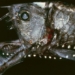 the truth behind the monster of the ocean 128798