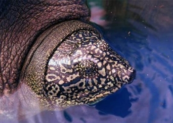 the turtle of hoan kiem lake in dong mo has passed away 127114