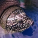 the turtle of hoan kiem lake in dong mo has passed away 127114