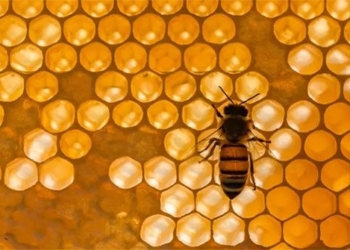the type of bee has senses like humans 126856