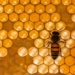 the type of bee has senses like humans 126856