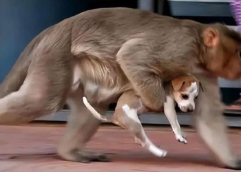 the war between species is more horrific than human imagination 128965