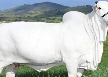 the worlds most expensive cow costs 4 3 million usd 128396