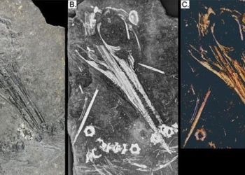the x ray scan of monster 240 million year old crocodile skeleton 127834