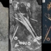 the x ray scan of monster 240 million year old crocodile skeleton 127834