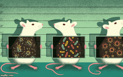 Mice play an important role in testing medicines and vaccines for humans.