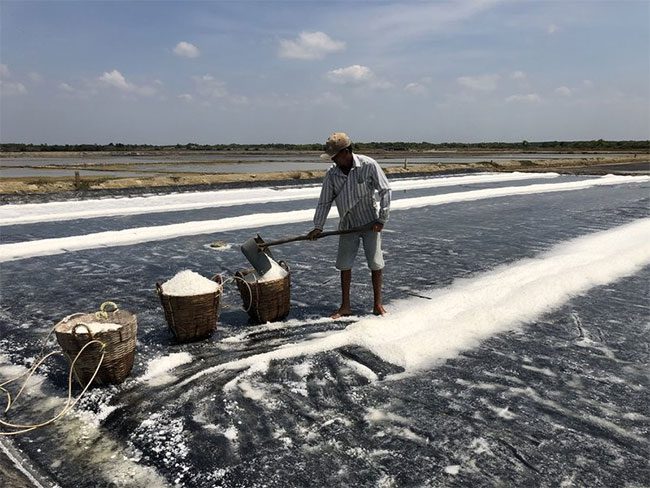 Harvesting salt in Lý Nhơn Commune (Cần Giờ District, Ho Chi Minh City).