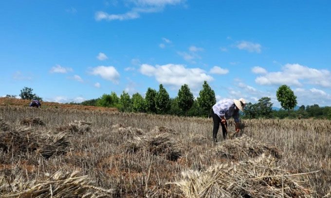 Farmers in Henan harvest wheat in the heat on May 30.