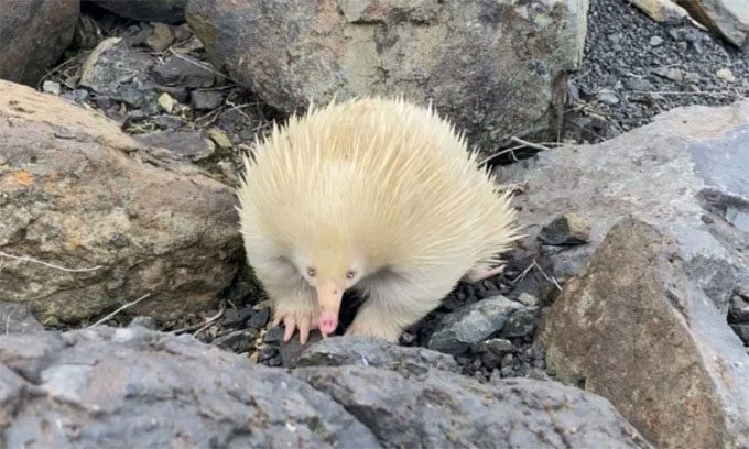 The albino short-beaked echidna Raffie in Bathurst has white fur due to albinism.