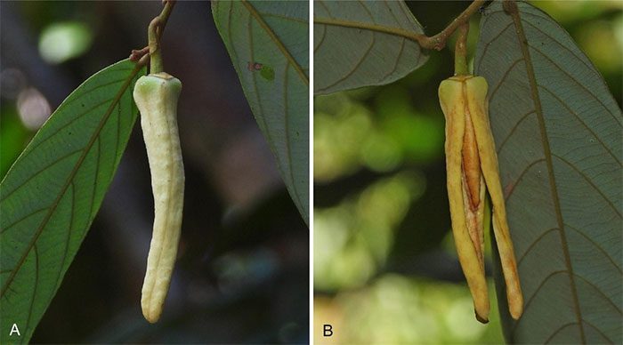 New plant species from Thailand with simple leaves and flowers.
