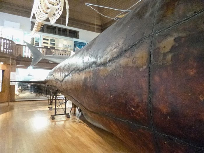 After drying, the skin was coated with a layer of mercuric chloride and a layer of transparent copal varnish.