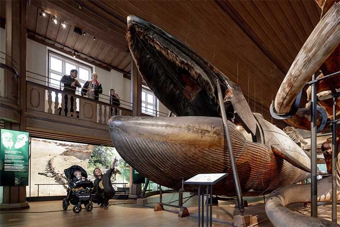 The interior of the whale was transformed into a living room with seating.
