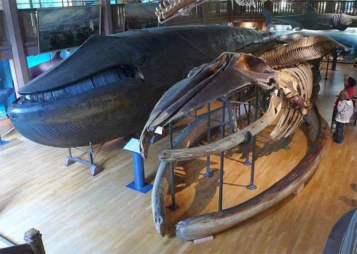 To this day, this remains the only blue whale specimen in the world.