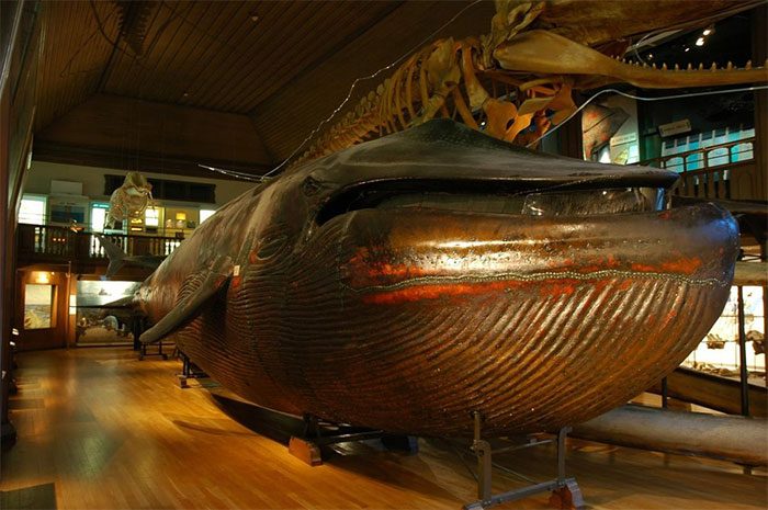 Technically, it is possible to preserve a whale as a specimen.