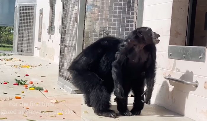 Chimpanzee Vanilla jumps out of the door despite initial hesitation.