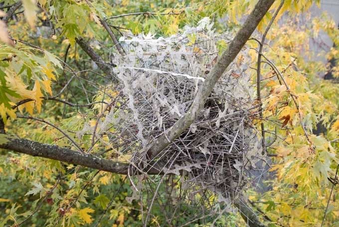 The aggressive bird's nest is built with many bird spikes.