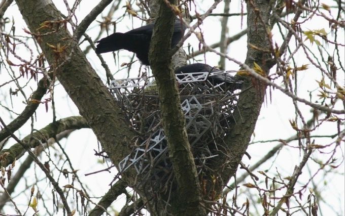 A crow's nest built with bird spikes in the Netherlands.