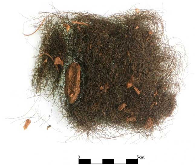 Some strands of hair found inside the cave.