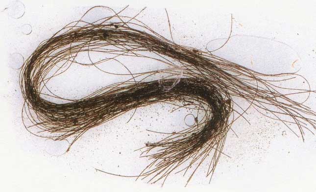 Strands of hair found inside decorative tubes.