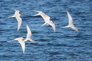 Migratory Birds