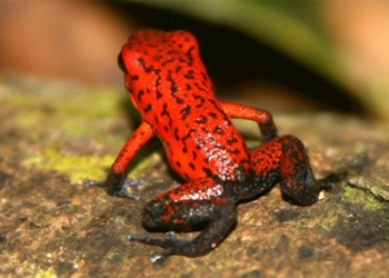 top 3 most dangerous beetles in the animal kingdom 128766
