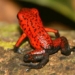 top 3 most dangerous beetles in the animal kingdom 128766