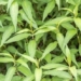 top 6 amazing benefits of coriander for health 127478