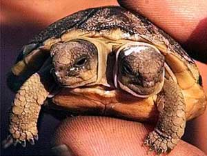 Soft-shelled Turtle