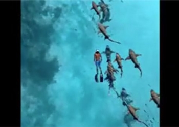 tourists courageous summon hundreds of monster fish in maldives 128640