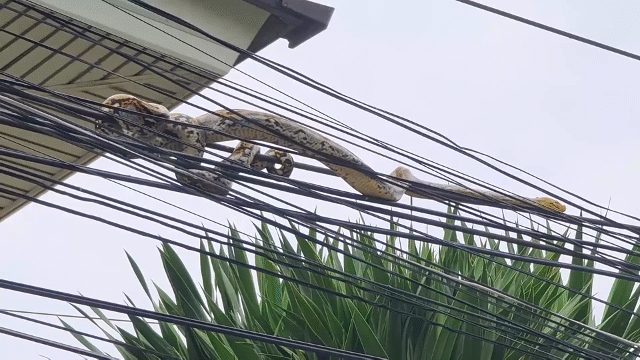 The massive python coiled on power lines