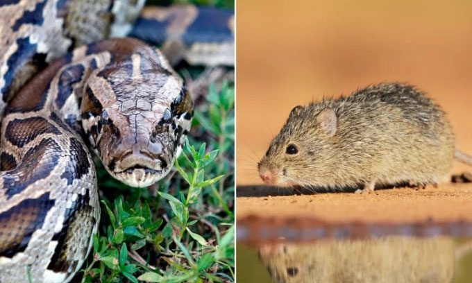 Burmese Python and Cotton Rat.