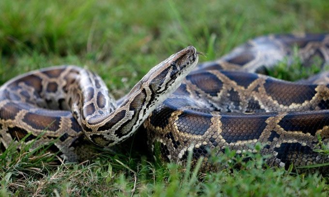 Burmese pythons began invading Florida in the late 1970s.
