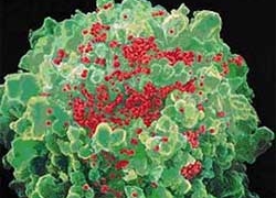 tri disease ky sinh trung help patients fight hiv 6004