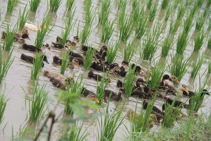 Simultaneous rice and duck farming in Nepal.