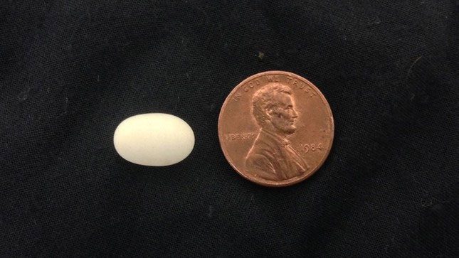 The egg of a calliope hummingbird is smaller than a coin.