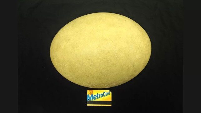 Elephant bird eggs are twice the size of ostrich eggs.