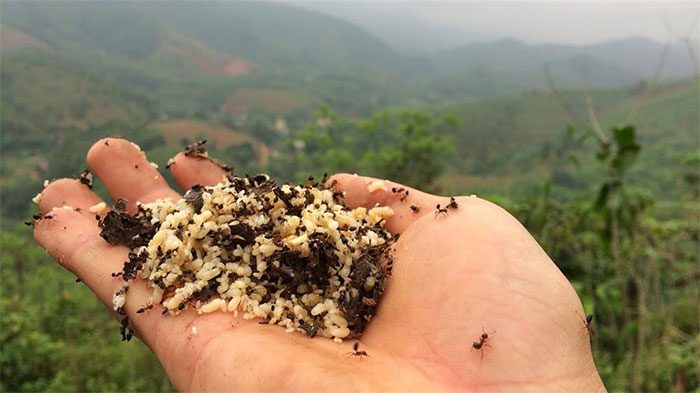Ant eggs are rich in protein and offer certain health benefits.