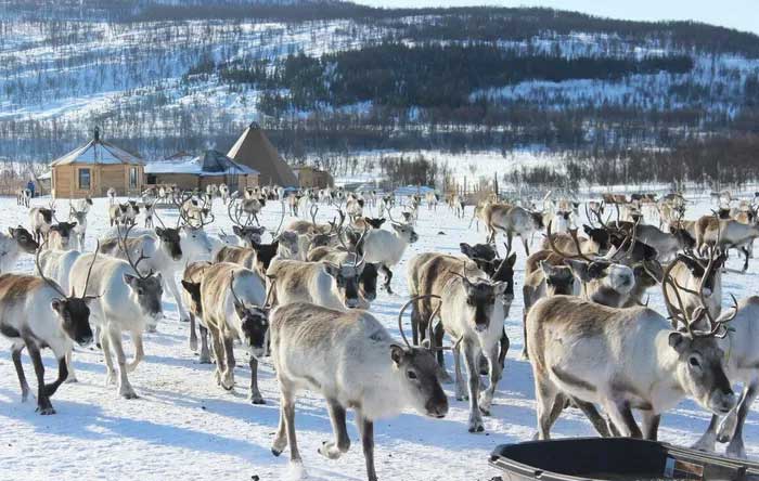 Reindeer in Norway