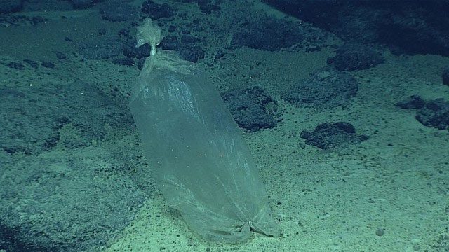 Plastic bag found under Mariana Trench.