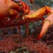 tycoon from the sea into the forest on christmas island 128080
