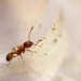 type of microorganism that helps ants increase lifespan by 3 times 128131