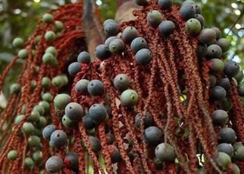 type of seed turned into a secret weapon helping 4 kids survive 40 days in the woods after plane crash 128151