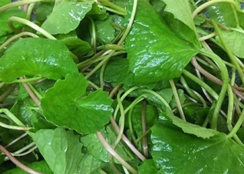 type of vegetable rich in collagen that vietnamese are wasting while beautifying skin and treating heart disease 122637