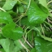 type of vegetable rich in collagen that vietnamese are wasting while beautifying skin and treating heart disease 122637