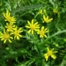 uk revives snow flower species 127788