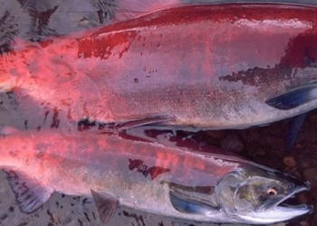 uk tries to cope with rainbow trout 127752